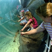 World Aquarium admission to increase | Culture Club | www.neverfullmm.com