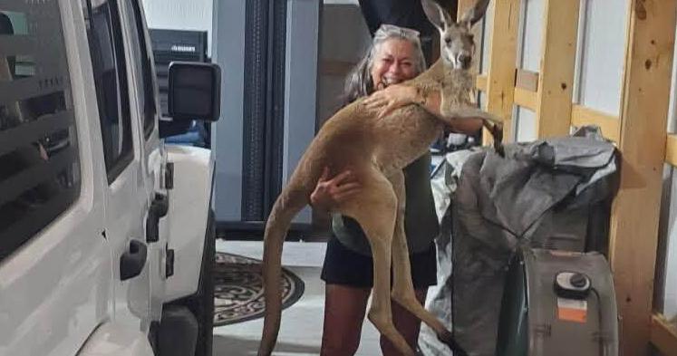 Pet kangaroo lost in Southeast Missouri is back home