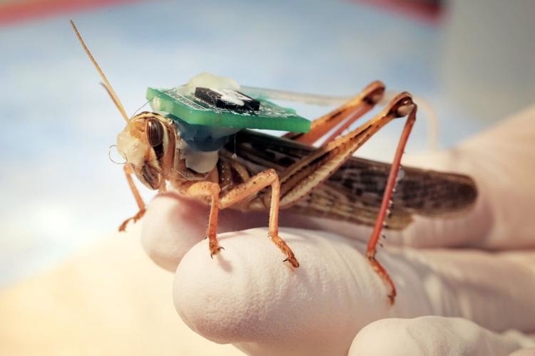 Researching locust's sense of smell at Washington University
