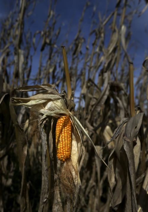 Missouri farmers dealing with drought and tariffs