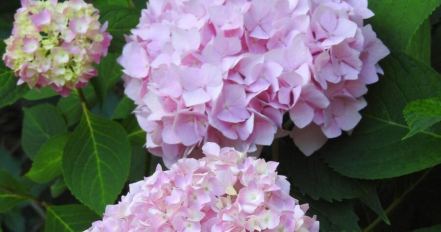 Gardening Q&A When to prune hydrangeas depends on the type of hydrangea Laura Chaves Missouri Botanical Garden