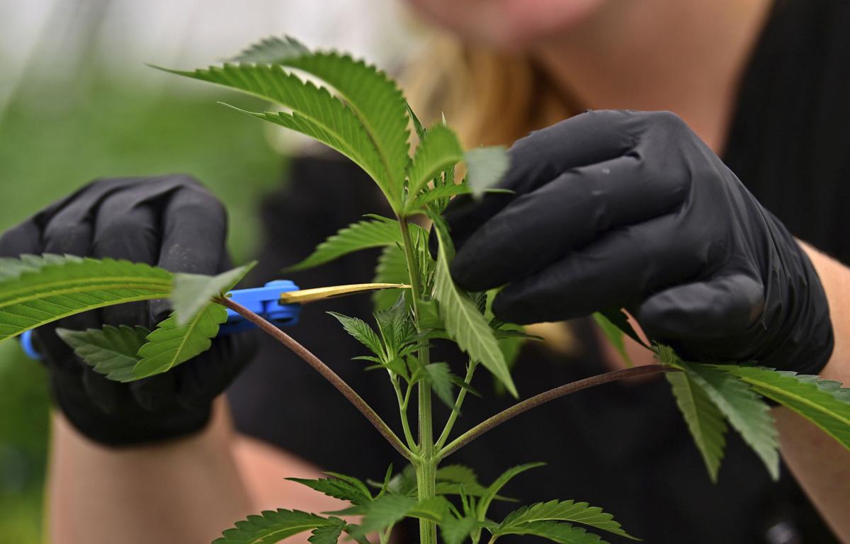 Medical Marijuana