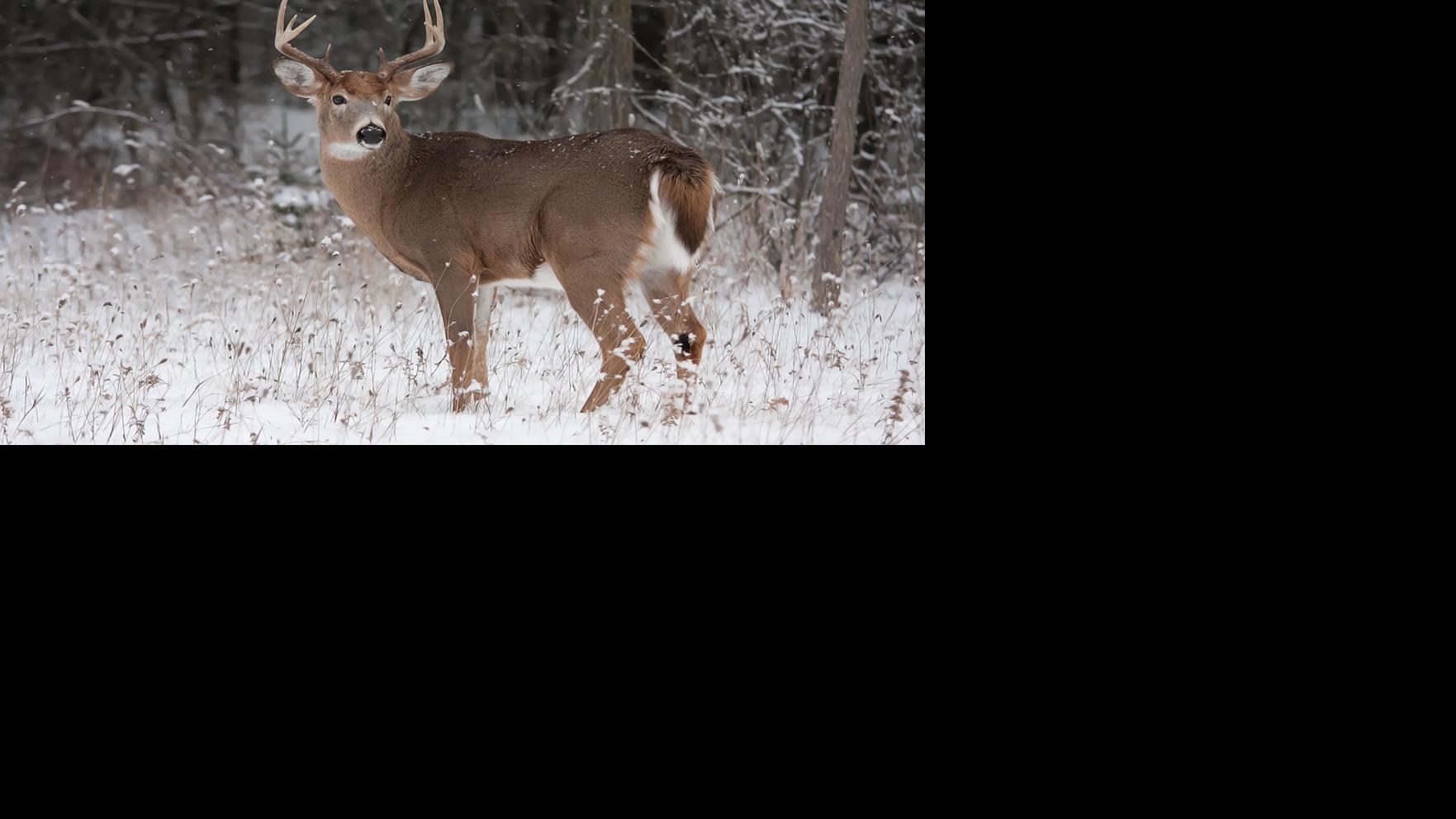 DNR Illinois hunters bagged 75K deer during 7day fall hunt Illinois