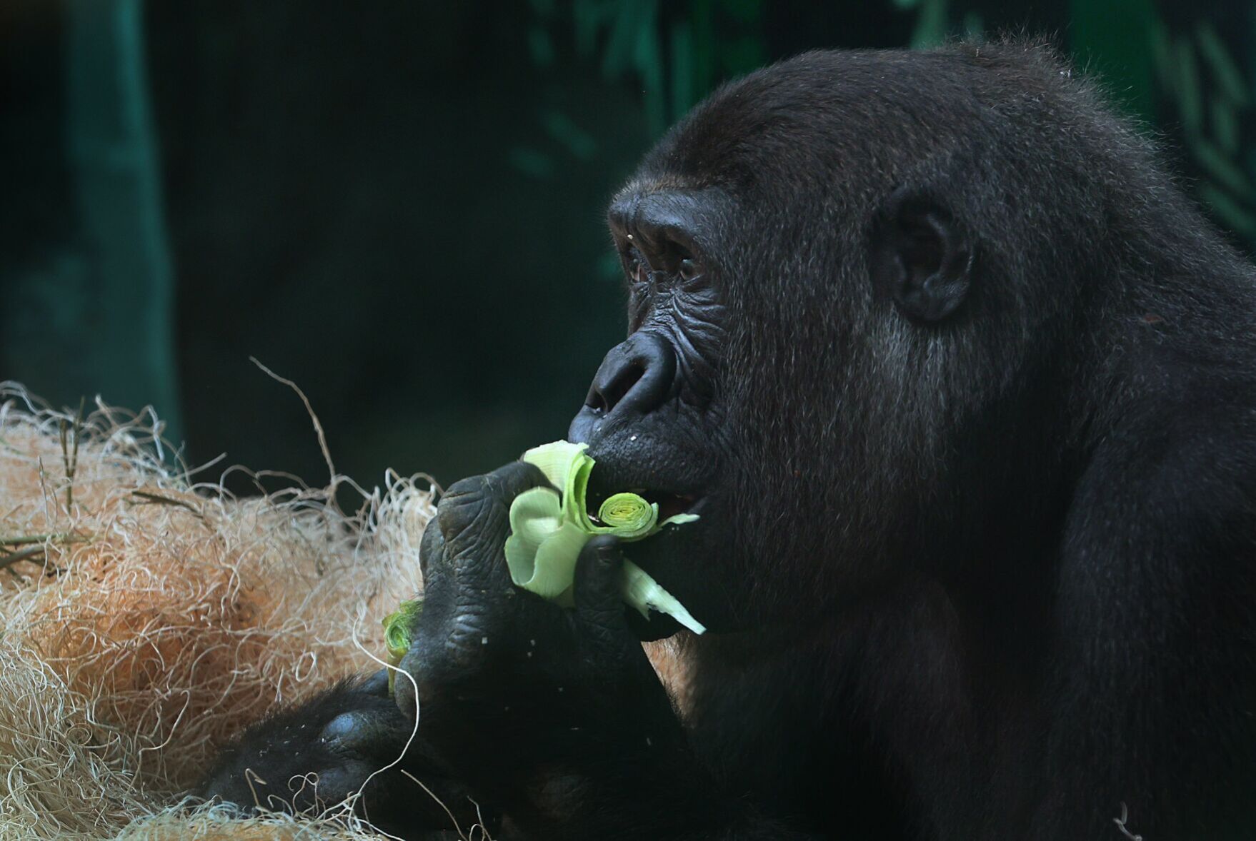 A young gorilla takes his very first steps outside at the St