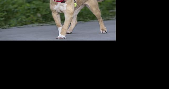 Humane Society of Missouri pets for adoption - Vimarsana News