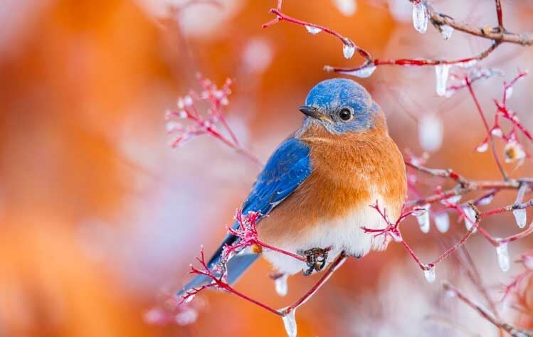 The Kooyumjian Gallery Presents Wild Places: New Wildlife Photographs by Noppadol Paothong