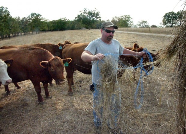 homemade porn video heifers