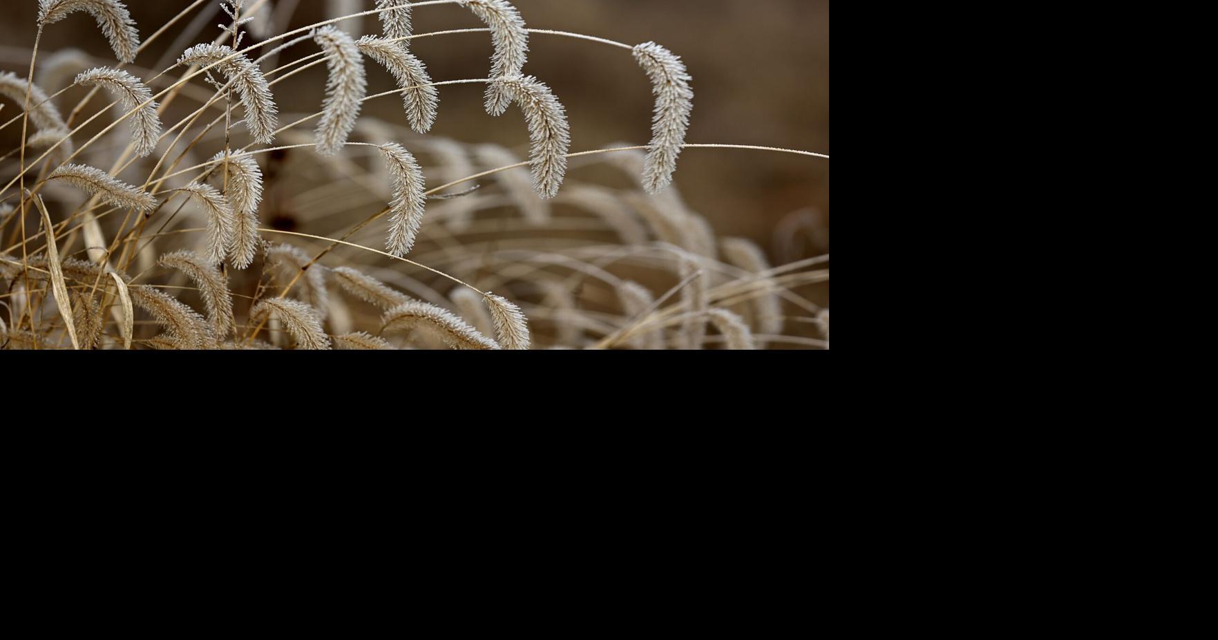 NWS forecasts lows on Friday and Saturday in the single digits — at around 3 and then 8 degrees, respectively.