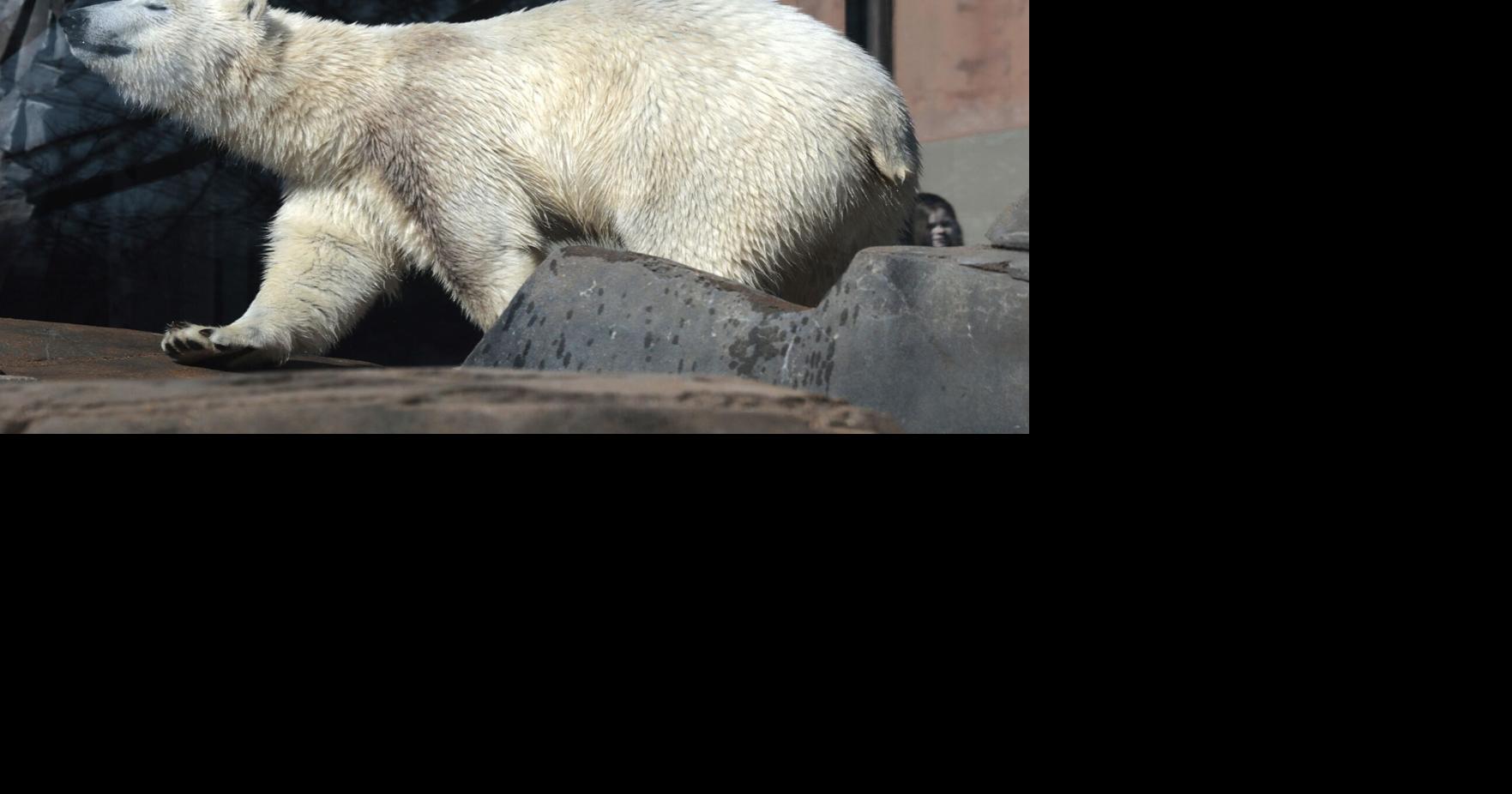 Polar bears paired for breeding at St. Louis Zoo are half-siblings