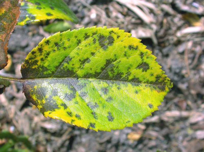 Heat or fungus disease might cause roses' leaves to yellow : Lifestyles