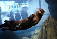 St. Louis Aquarium preps for grand opening