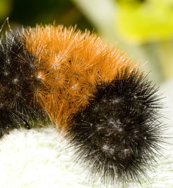 download wooly worms