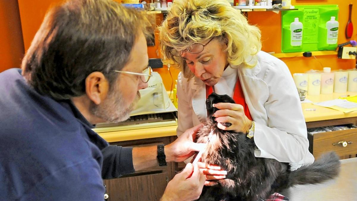 These Vets Are The Cat S Meow Metro Journals Life Stltoday Com