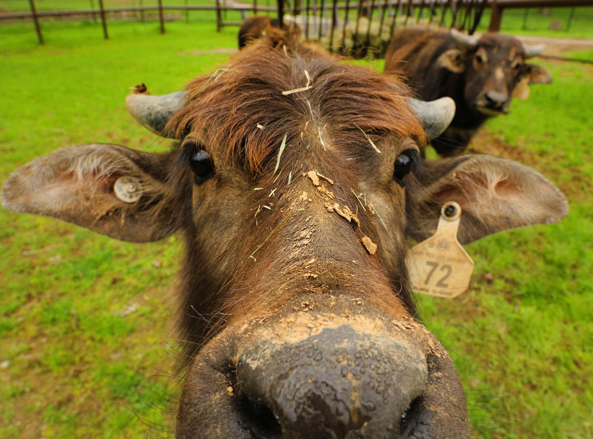 Grant's Farm, closed since the pandemic, will reopen in October for