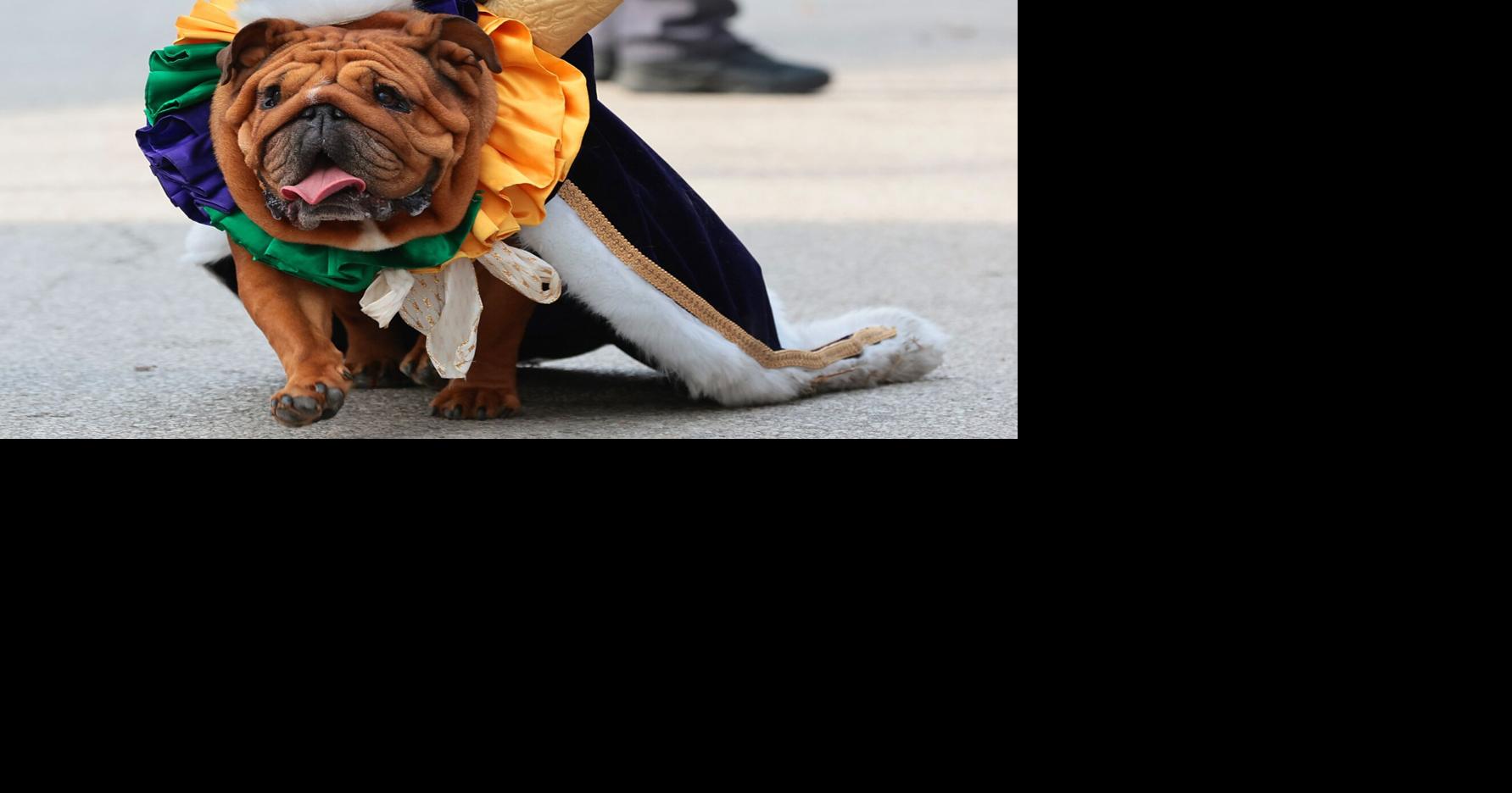 Purina Pet Parade rolls through Soulard