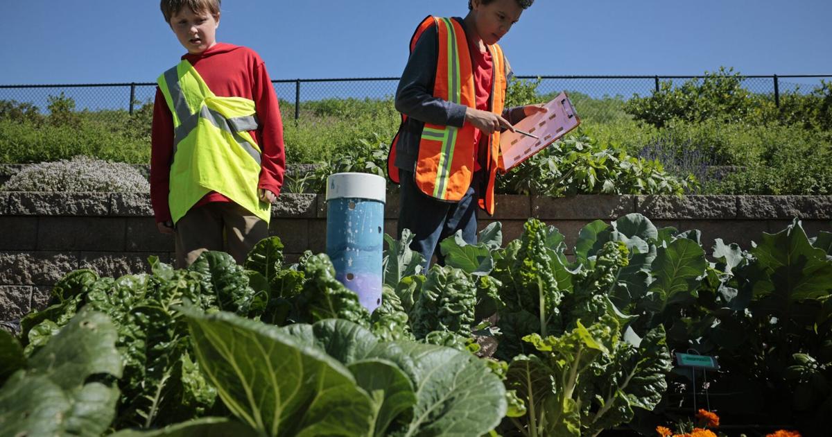 Green House Venture grows urban gardeners through schools