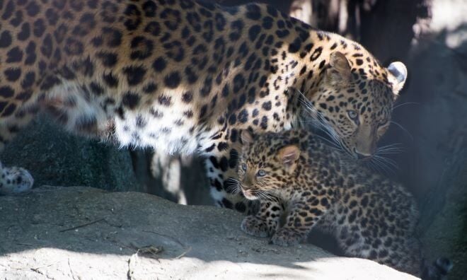 Leopard & Louis
