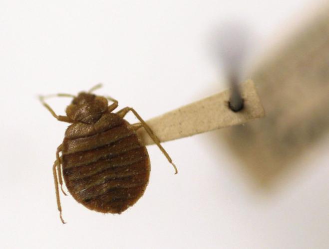 Bedbug DNA