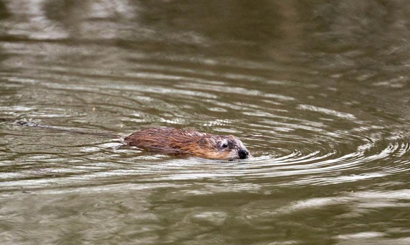Wildlife in Forest Park