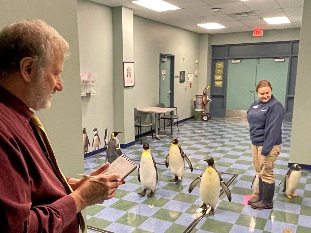260923_LS_DAN_PENGUINS.JPGSTL1050204333