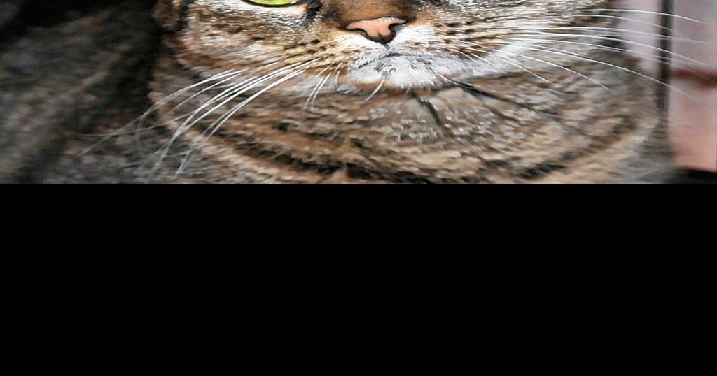 PHOTO Belleville Area Humane Society pet of the week