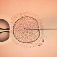 Couple says Creve Coeur fertility clinic mishandled, destroyed woman's eggs needed in IVF