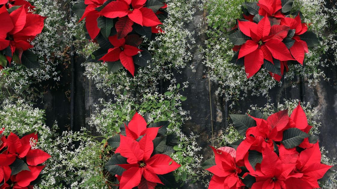 Tips for taking care of your poinsettias | Home & Garden