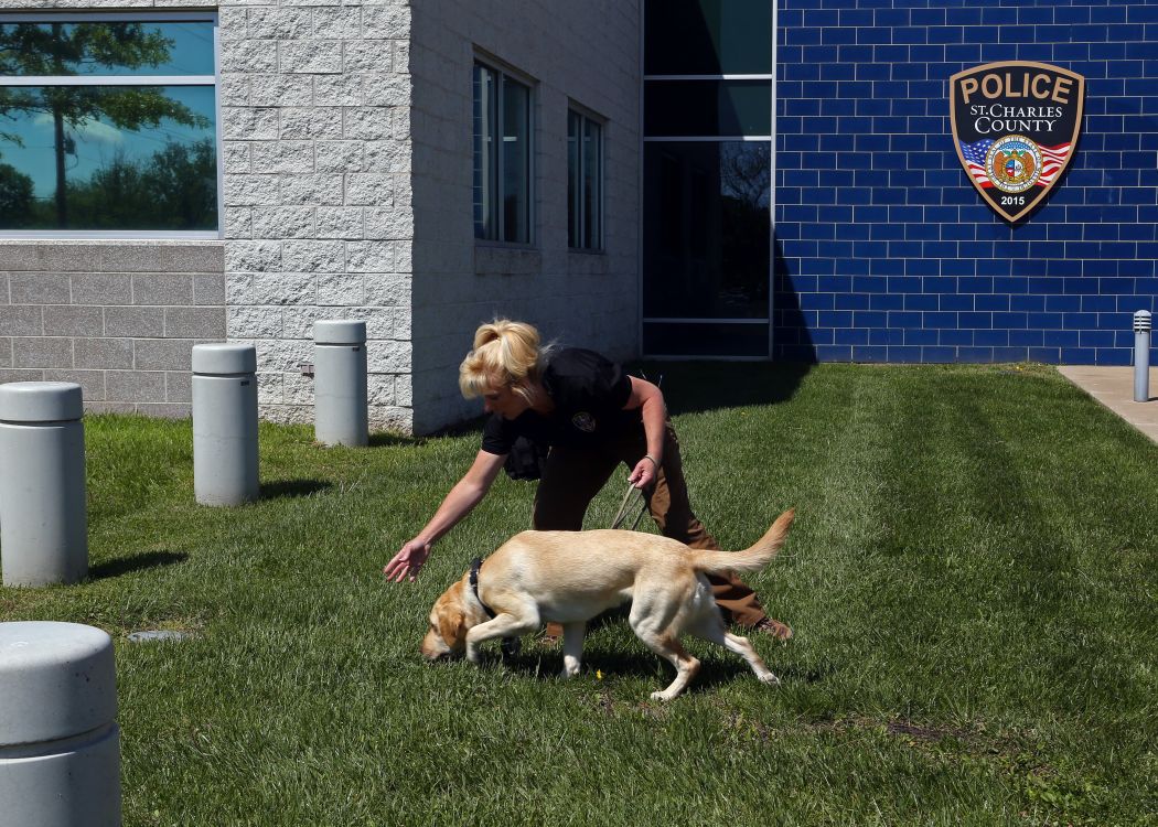 St. Charles County adding electronic-sniffing dog to assist ...