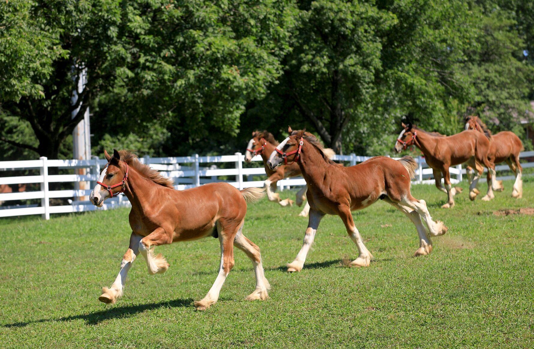 Photos and video Cute Clydesdale foals are a sight to see at Grant's Farm