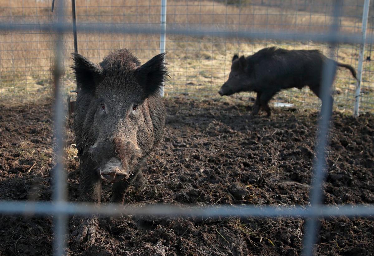Controling Missouri's feral hog population