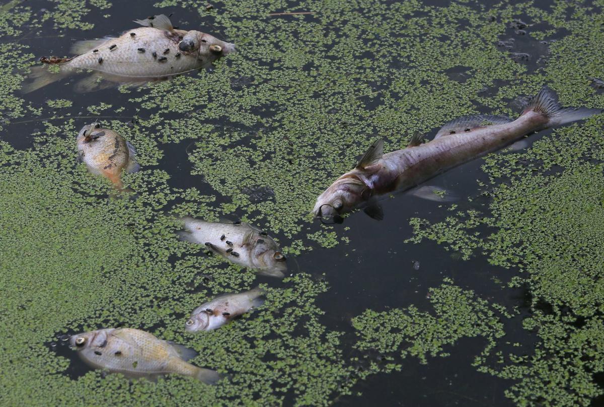 Algae bloom gets blame for fish kill in St. Louis' Carondelet Park