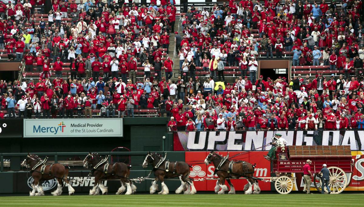 Budweiser Clydesdales make their way around Busch Stadium for 2019