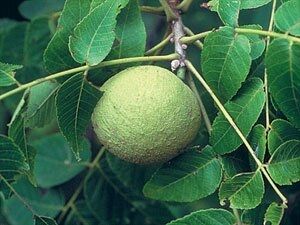 are black walnut hulls poisonous to dogs