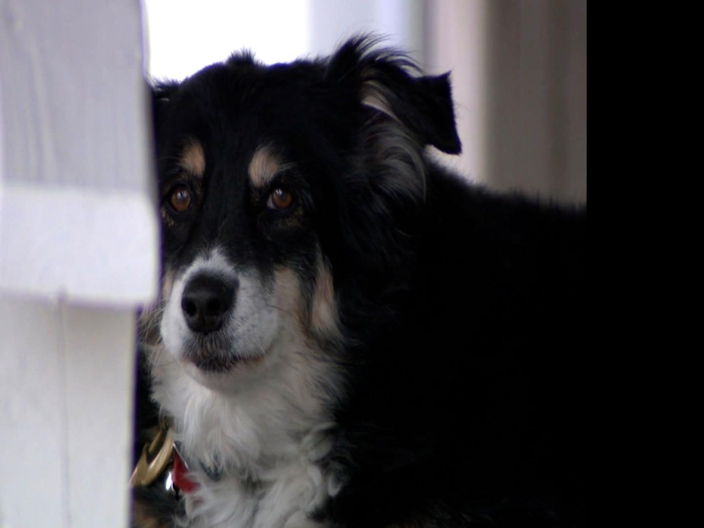 An 8 Year Old Border Collie Named Lulu Is Inheriting A 5 Million Trust Nation Stltoday Com