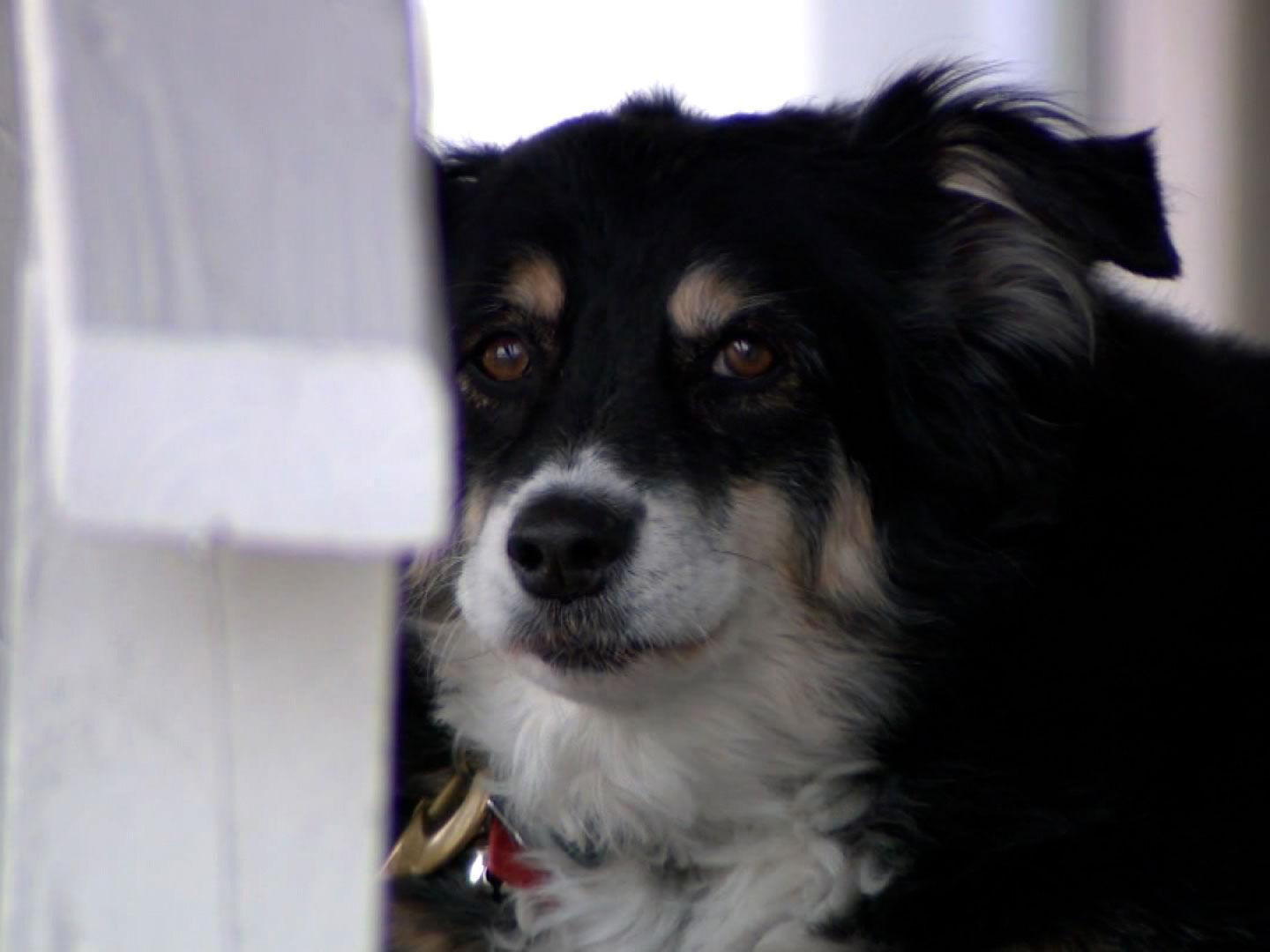 An 8 Year Old Border Collie Named Lulu Is Inheriting A 5 Million Trust Nation Stltoday Com An 8 Year Old Border Collie Named Lulu Is Inheriting A 5 Million Trust Nation Stltoday Com