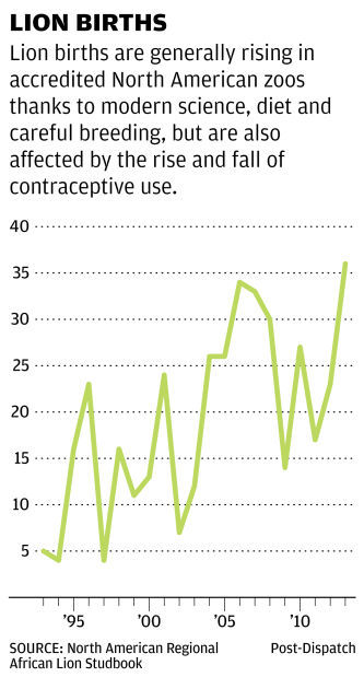 Chart Lion Births Over Time Politics Stltoday Com