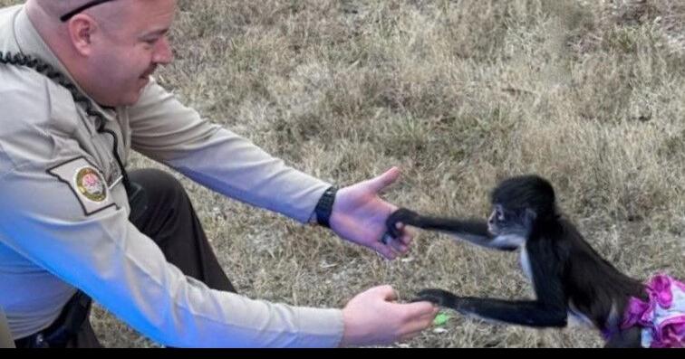 Deputies Rescue Playful Spider Monkey in Tutu