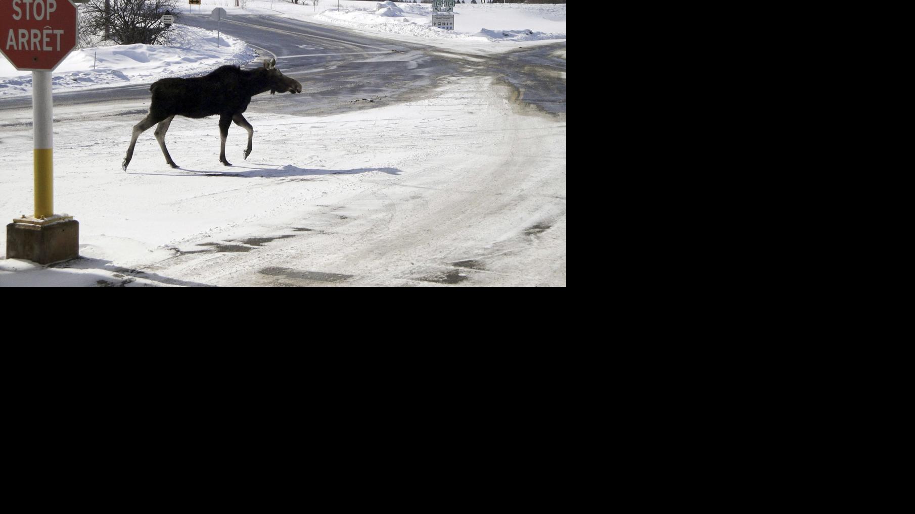 Most Canadian thing ever? �Do not let moose lick your car