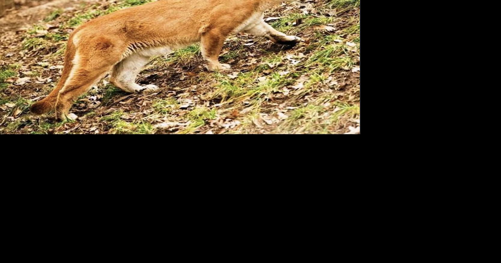Mountain lions have been spotted in adjacent areas of southeast Missouri and southern Illinois in recent months. But it's unclear whether it's the same animal.