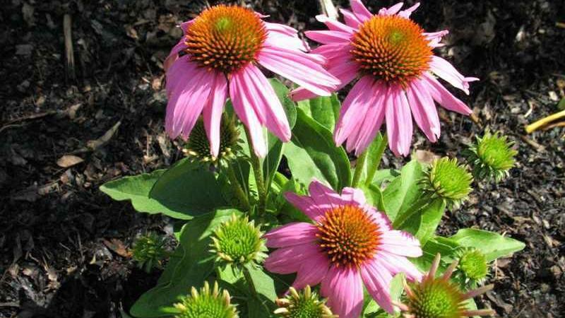 Deadheading can prolong blooms on perennials | Home & Garden