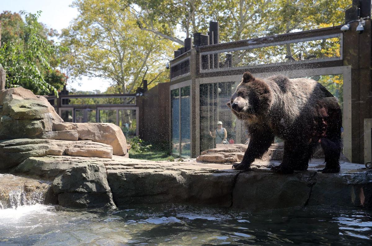 Watch grizzly bears Huckleberry and Finley frolic in their new space at the Saint Louis Zoo ...