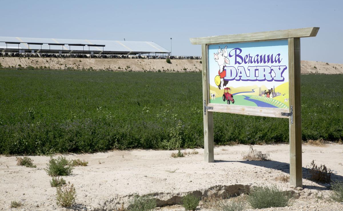 Deaths Of Farmworkers In Cow Manure Ponds Put Oversight Of Dairy
