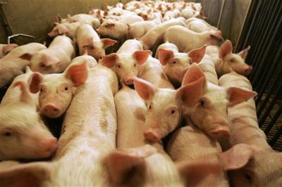 Pig farms