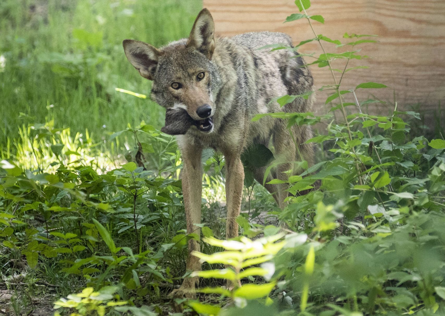 silverback wolf habitat