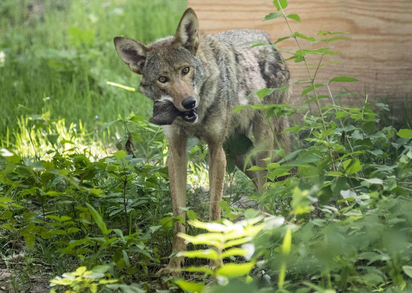 Photos: New red wolf habitat comes to Endangered Wolf Center