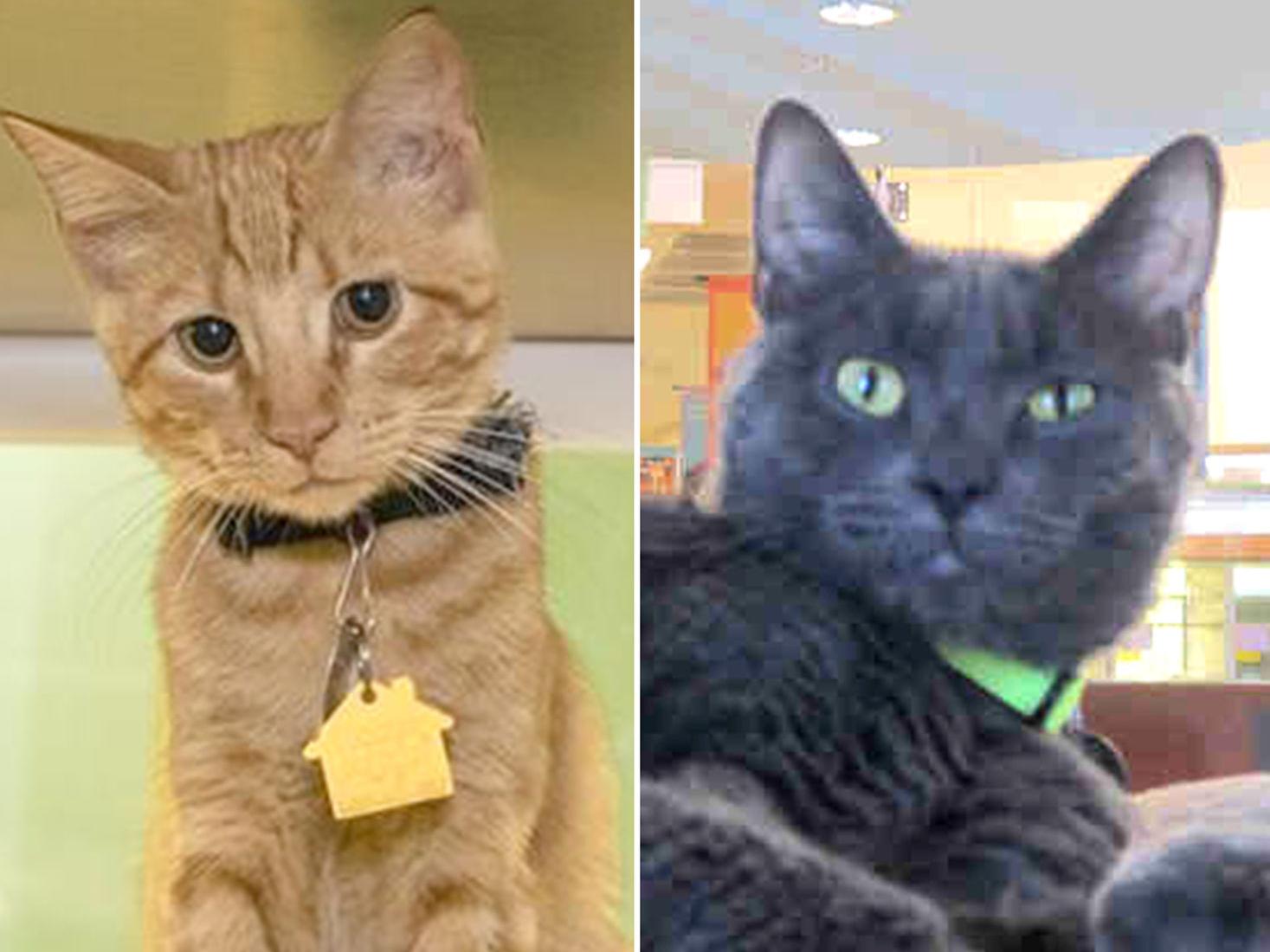 Meet Our Pets Of The Week Cats A Horse And A Cur Mix Pets Stltoday Com