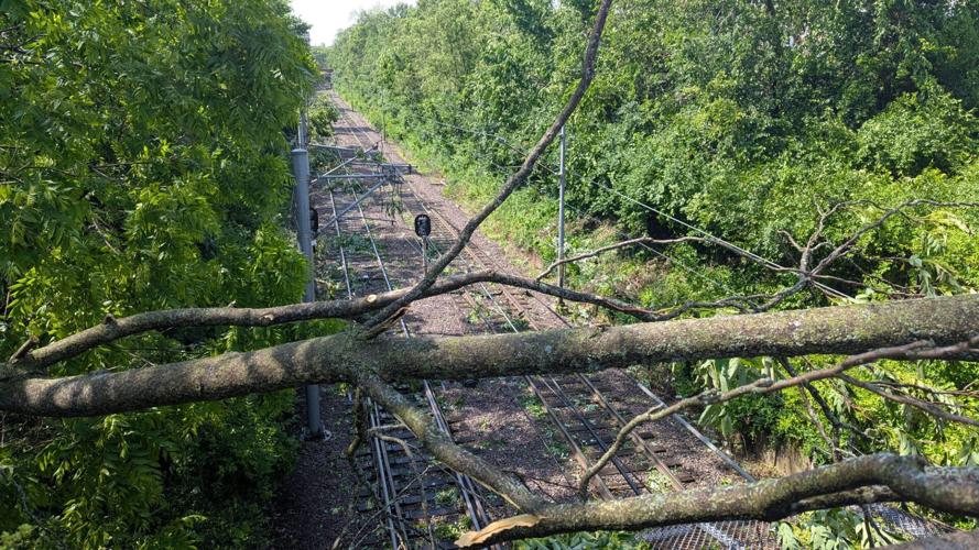 Trees across the tracks