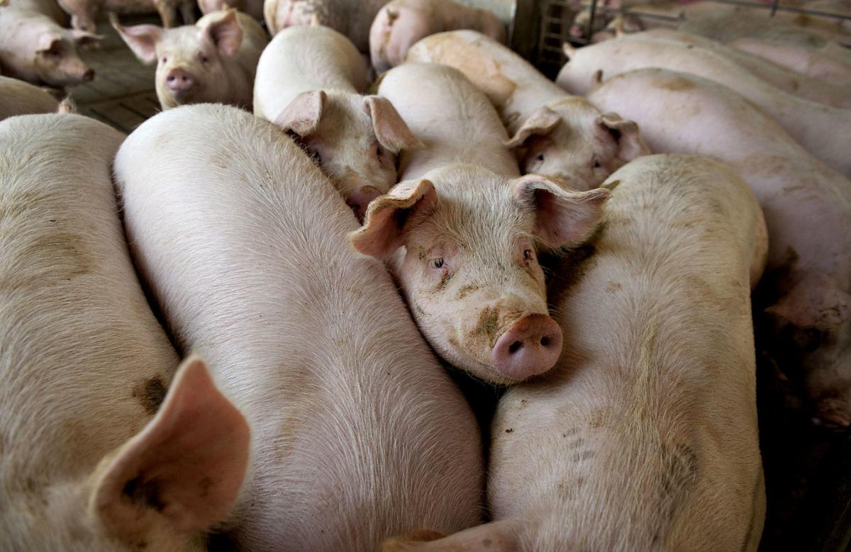 General Views Of Pig Farming At A Lehmann Bros. Farm LLC