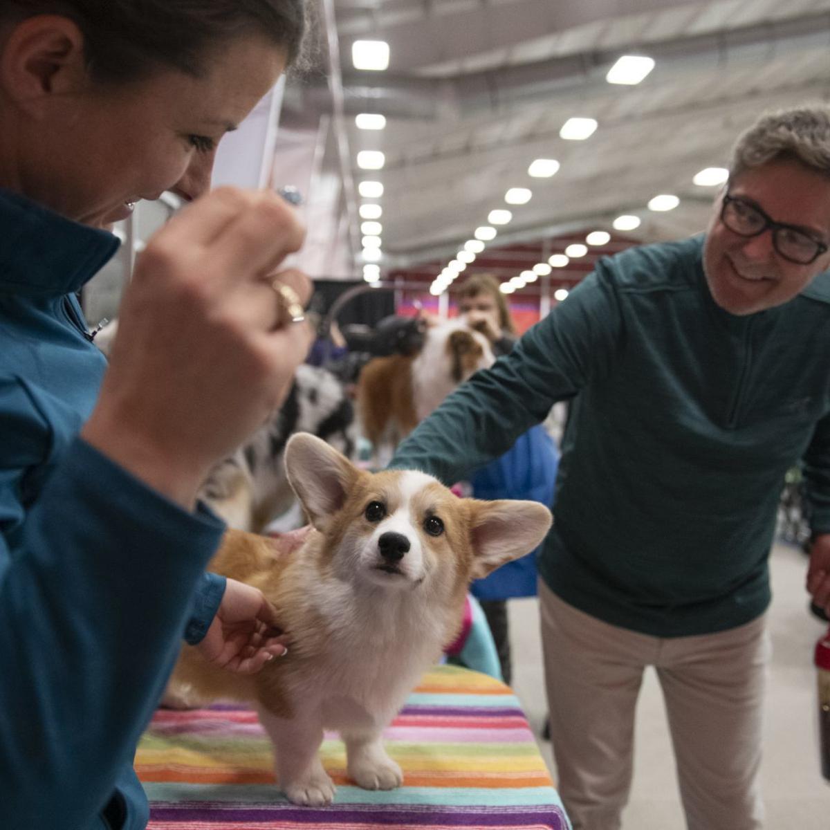 Maplewood Man Named A Westminster Dog Show Judge Proves He S A