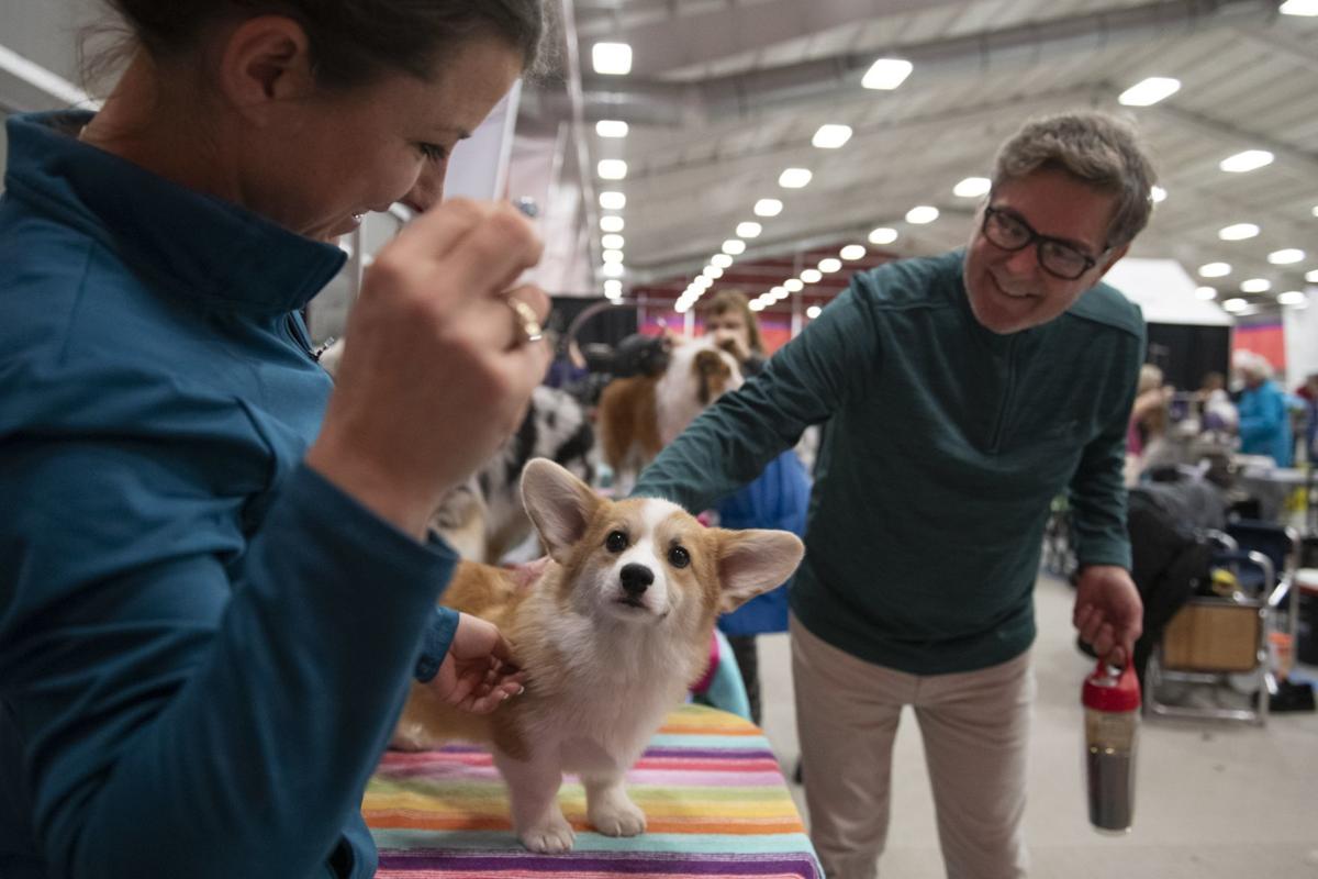 Maplewood man, named a Westminster dog show judge, proves he's a breed